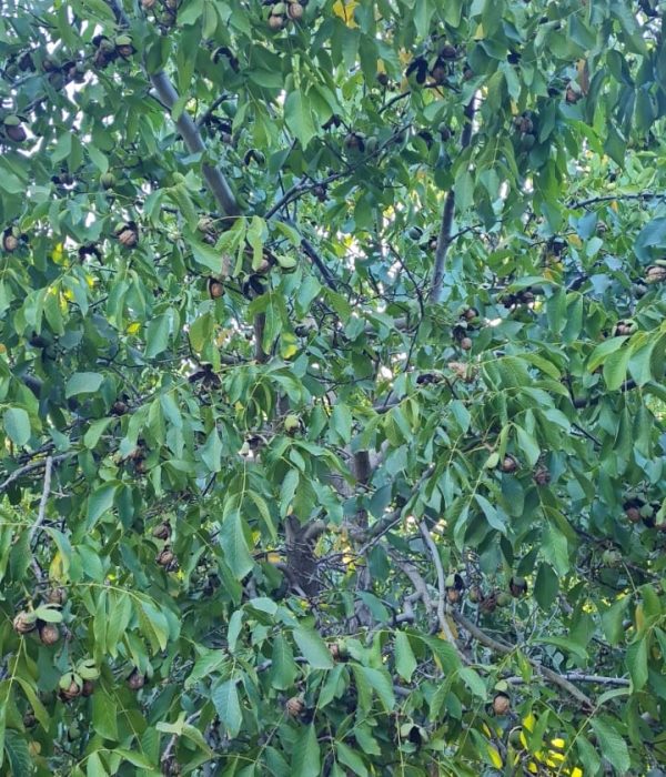 IMG-20240814-WA0007